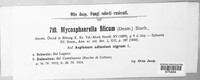 Mycosphaerella filicum image